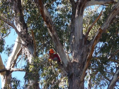 Cutting Tree - Tree surgery in NSW